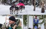 Езда в собачей упряжке по снегу